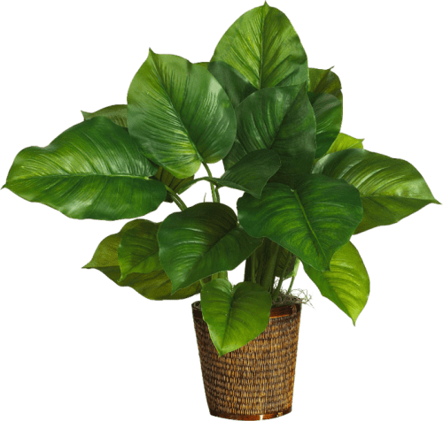 برگ انجیری مانسترا