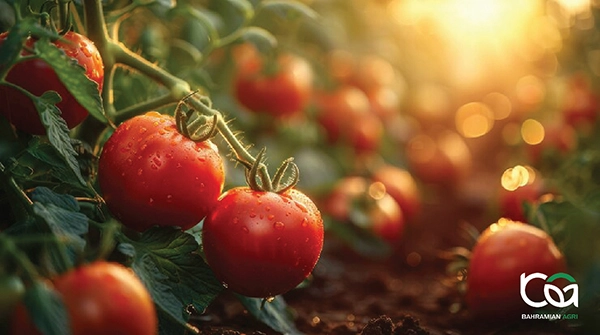 tomato-agri